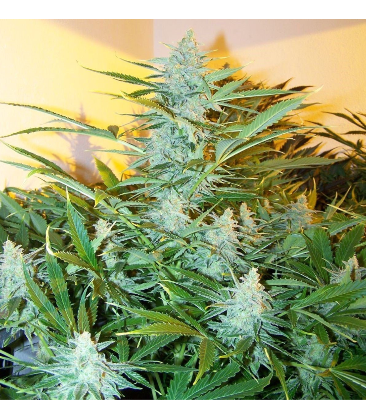 White Widow XXL Auto von Tanie Sianie Seeds