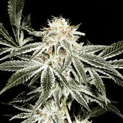 Solo Ryder von Sagarmatha Seeds