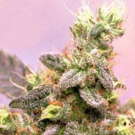 Yumbolt von Sagarmatha Seeds