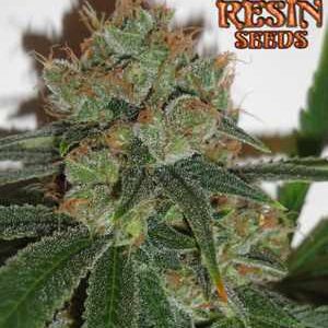 Bubblicious Resin Seeds