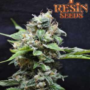 Yummy Resin Seeds