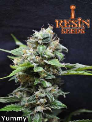 Yummy Resin Seeds