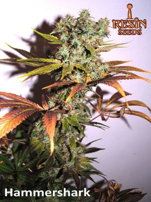 Hammershark Resin Seeds