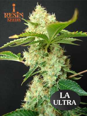 L.A. Ultra Resin Seeds