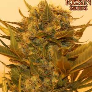 Sour P Resin Seeds