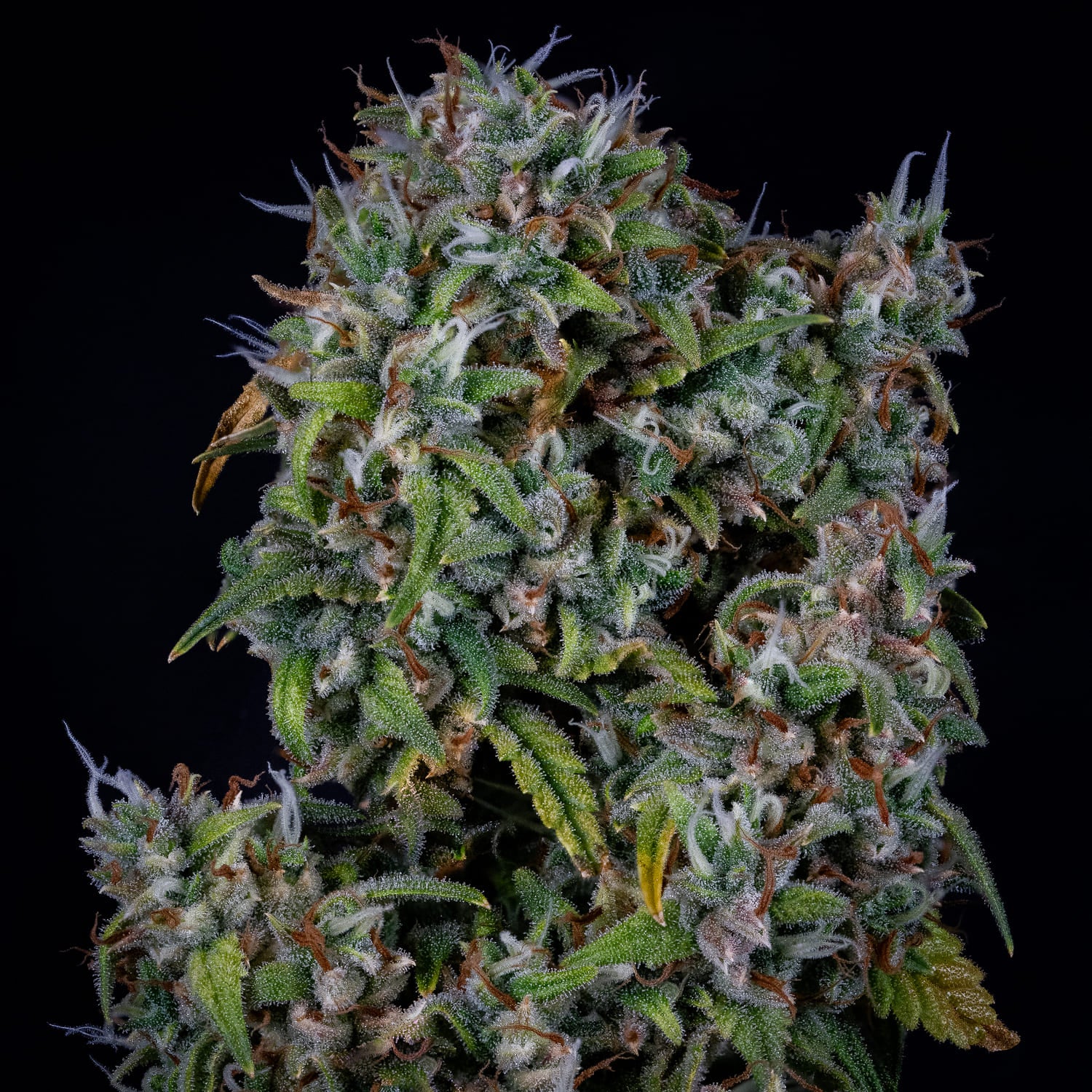 ManBearAlienPig 3 St. Mephisto Genetics