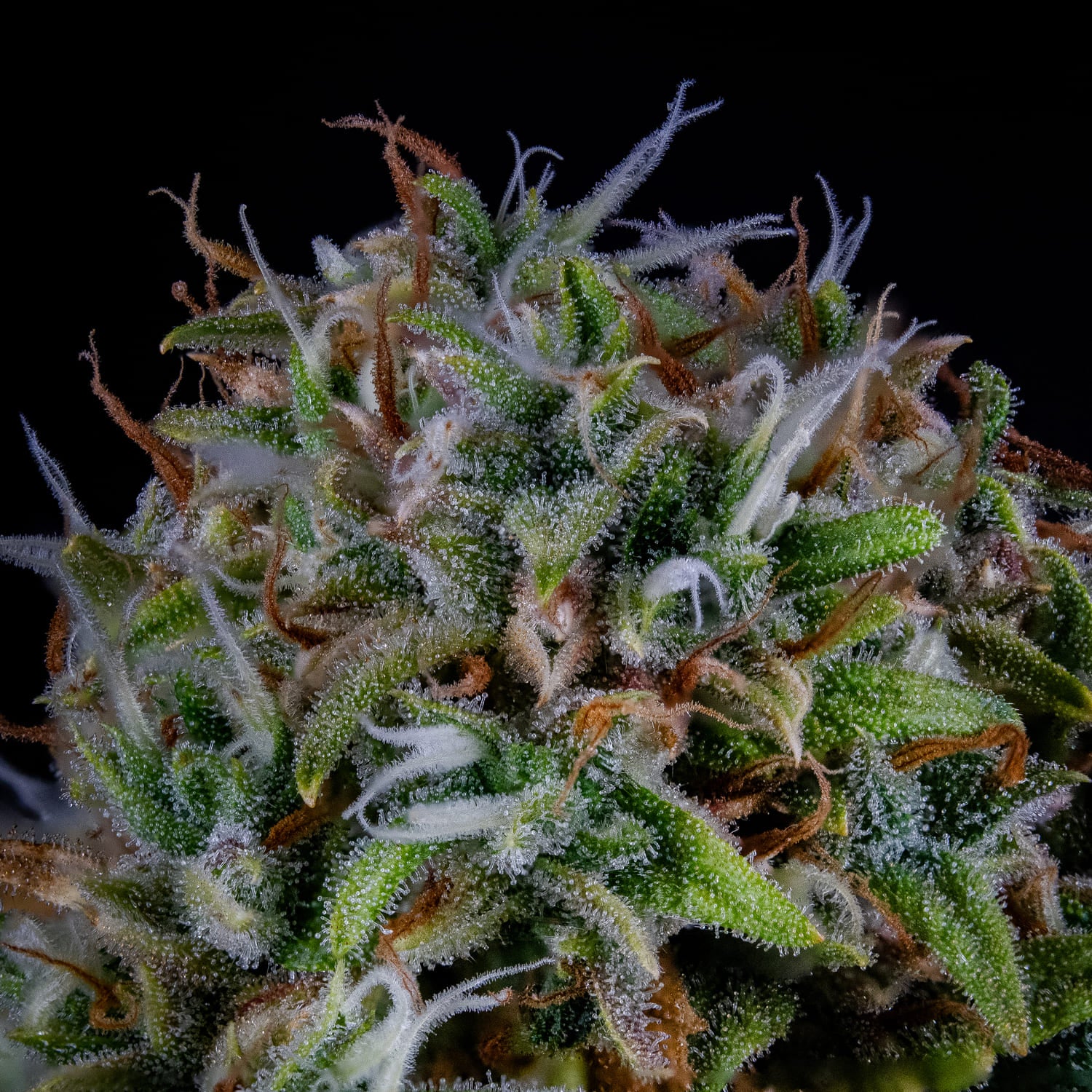 ManBearAlienPig 3 St. Mephisto Genetics