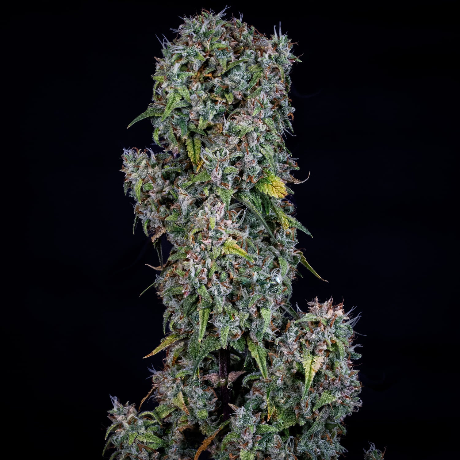 ManBearAlienPig 3 St. Mephisto Genetics