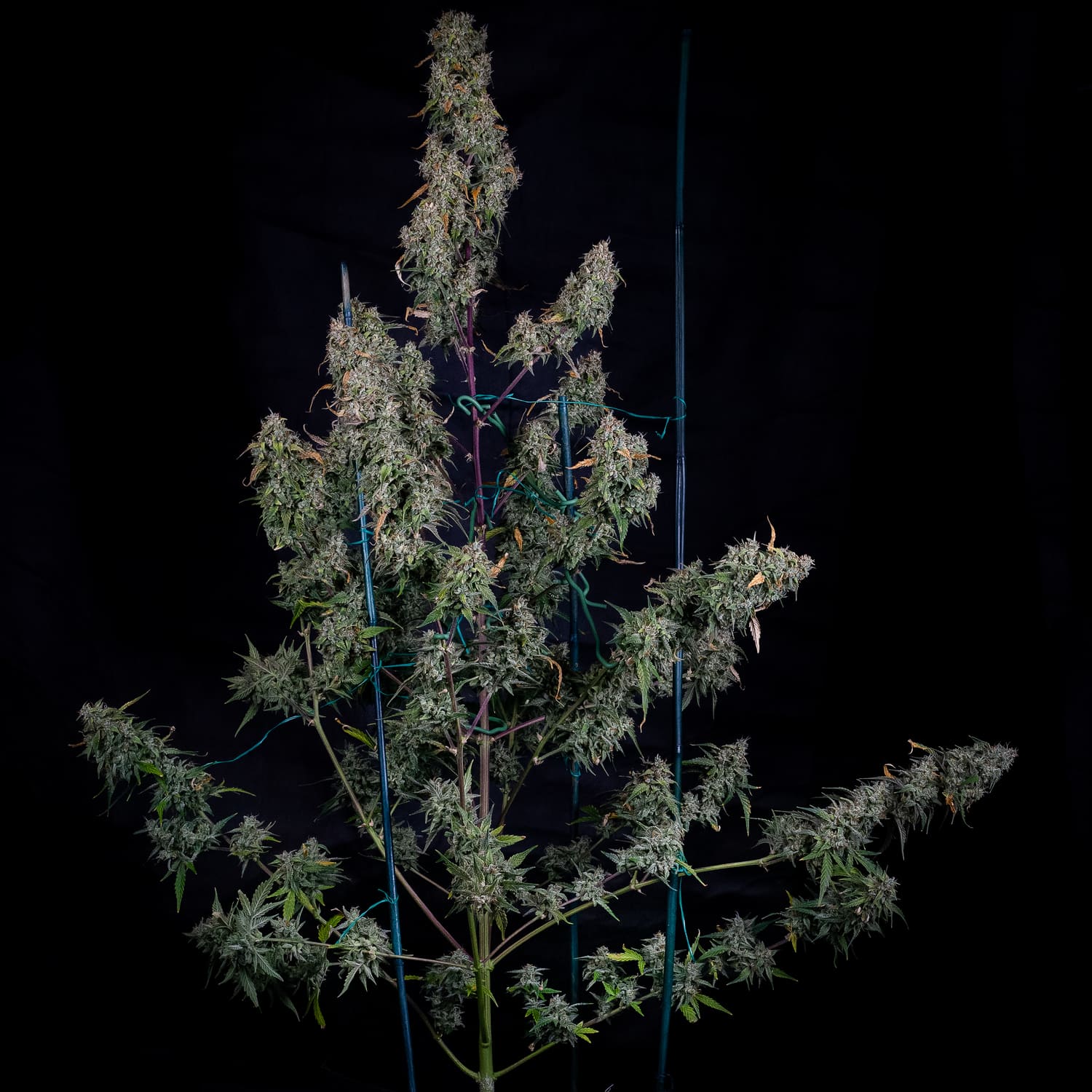ManBearAlienPig 3 St. Mephisto Genetics
