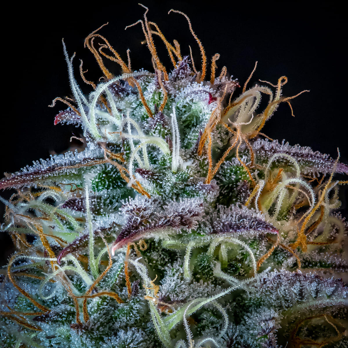 Mephisto's Wedding 3 St. Mephisto Genetics
