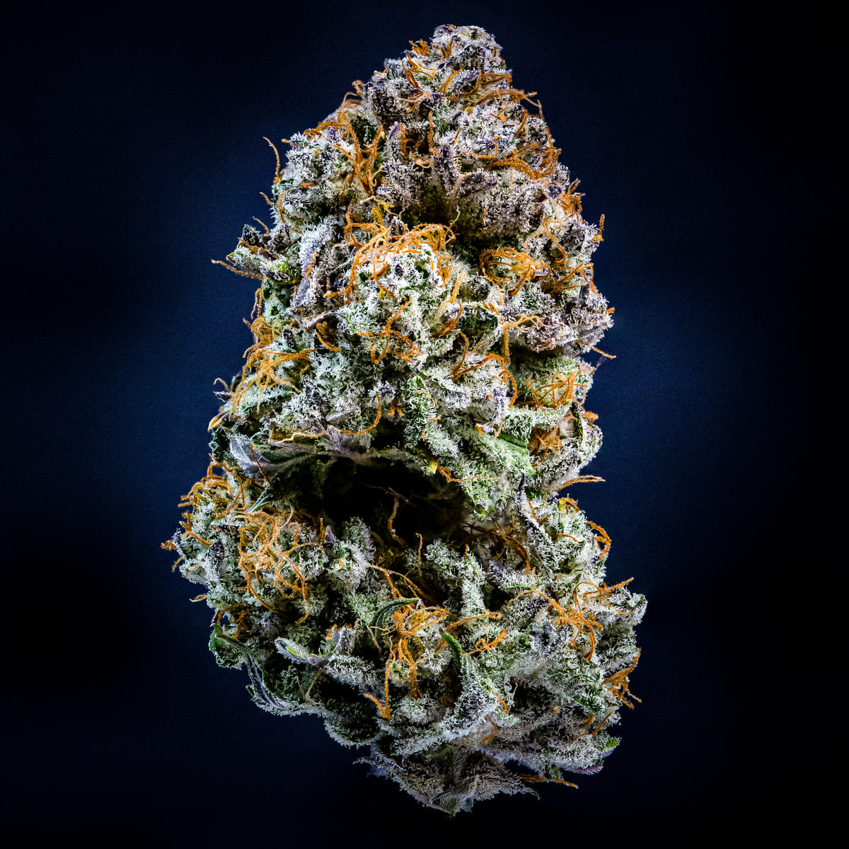 Mephisto's Wedding 3 St. Mephisto Genetics