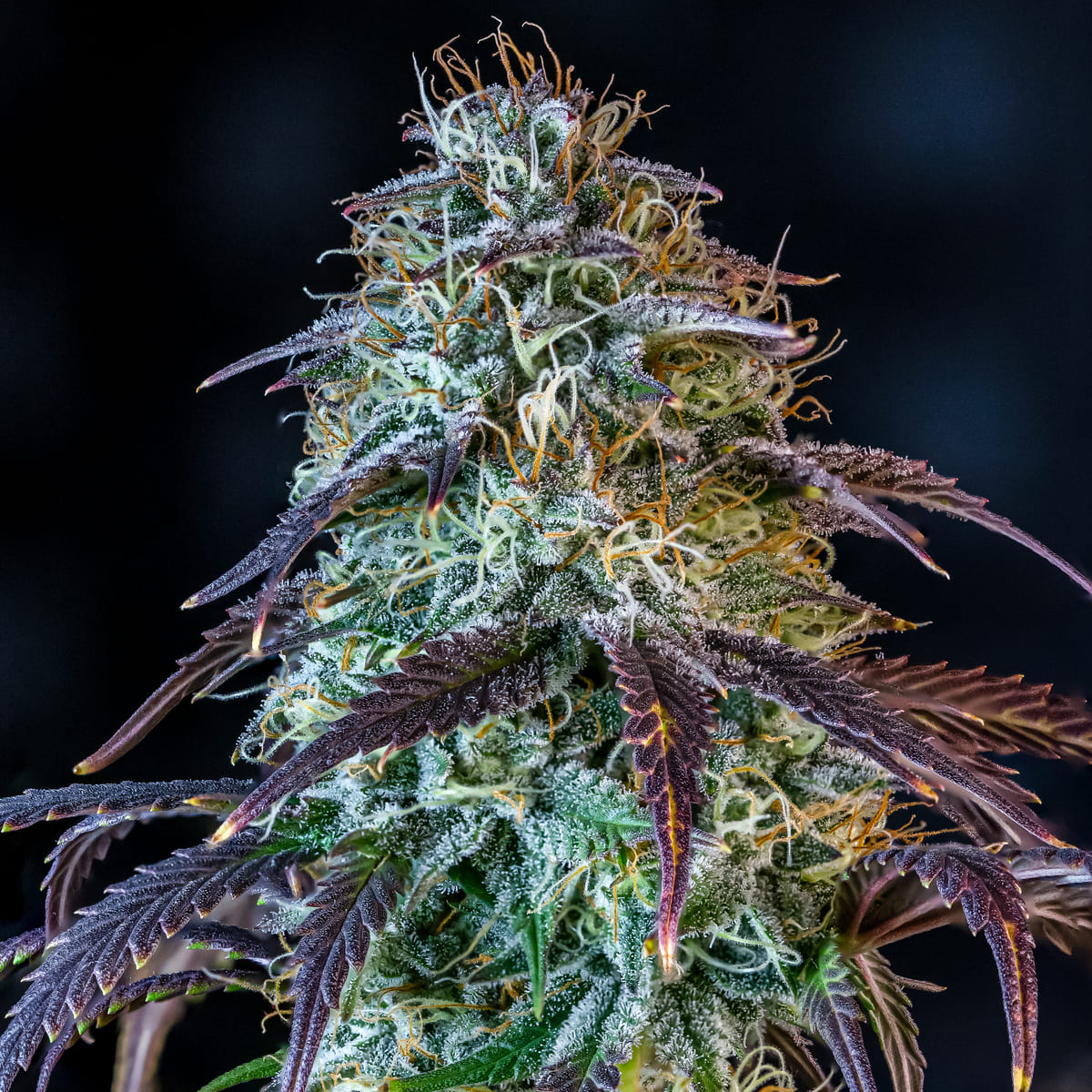 Mephisto's Wedding 3 St. Mephisto Genetics