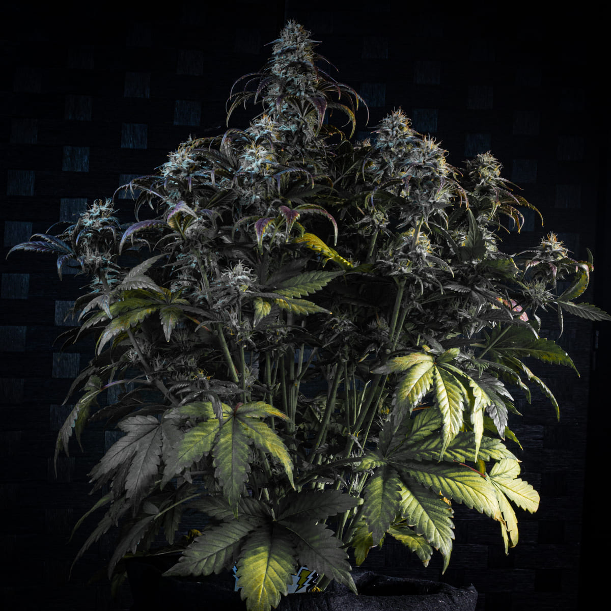 Mephisto's Wedding 3 St. Mephisto Genetics