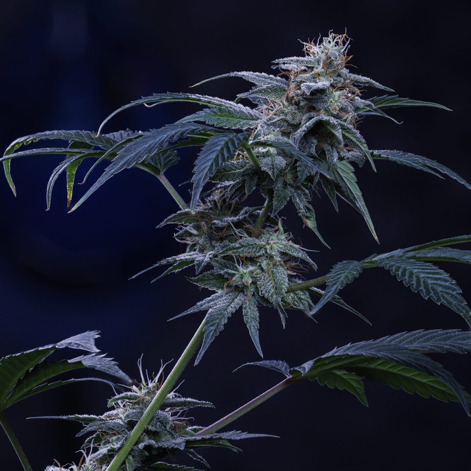 Pinot Noir 3 St. Mephisto Genetics