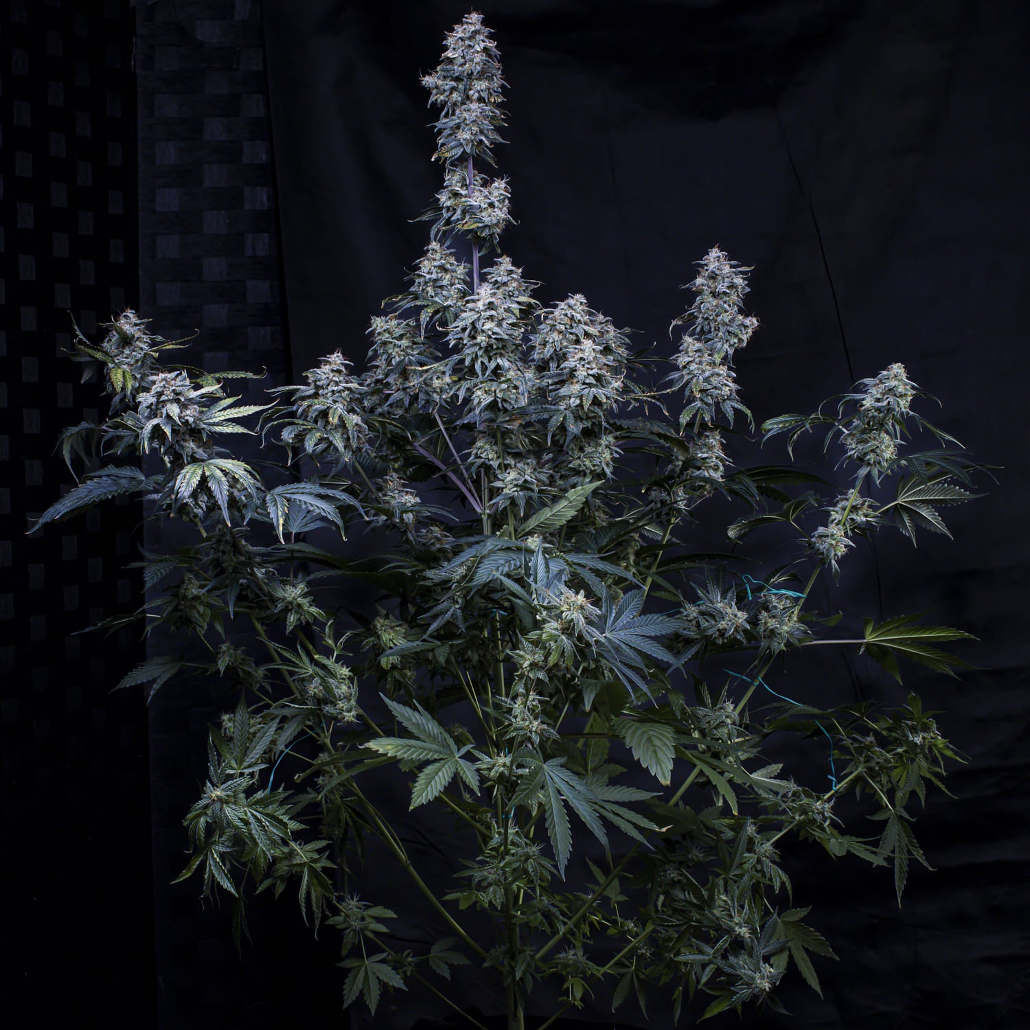Pinot Noir 3 St. Mephisto Genetics