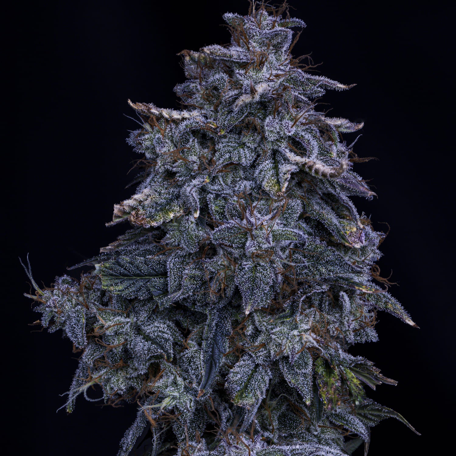 Pinot Noir 3 St. Mephisto Genetics