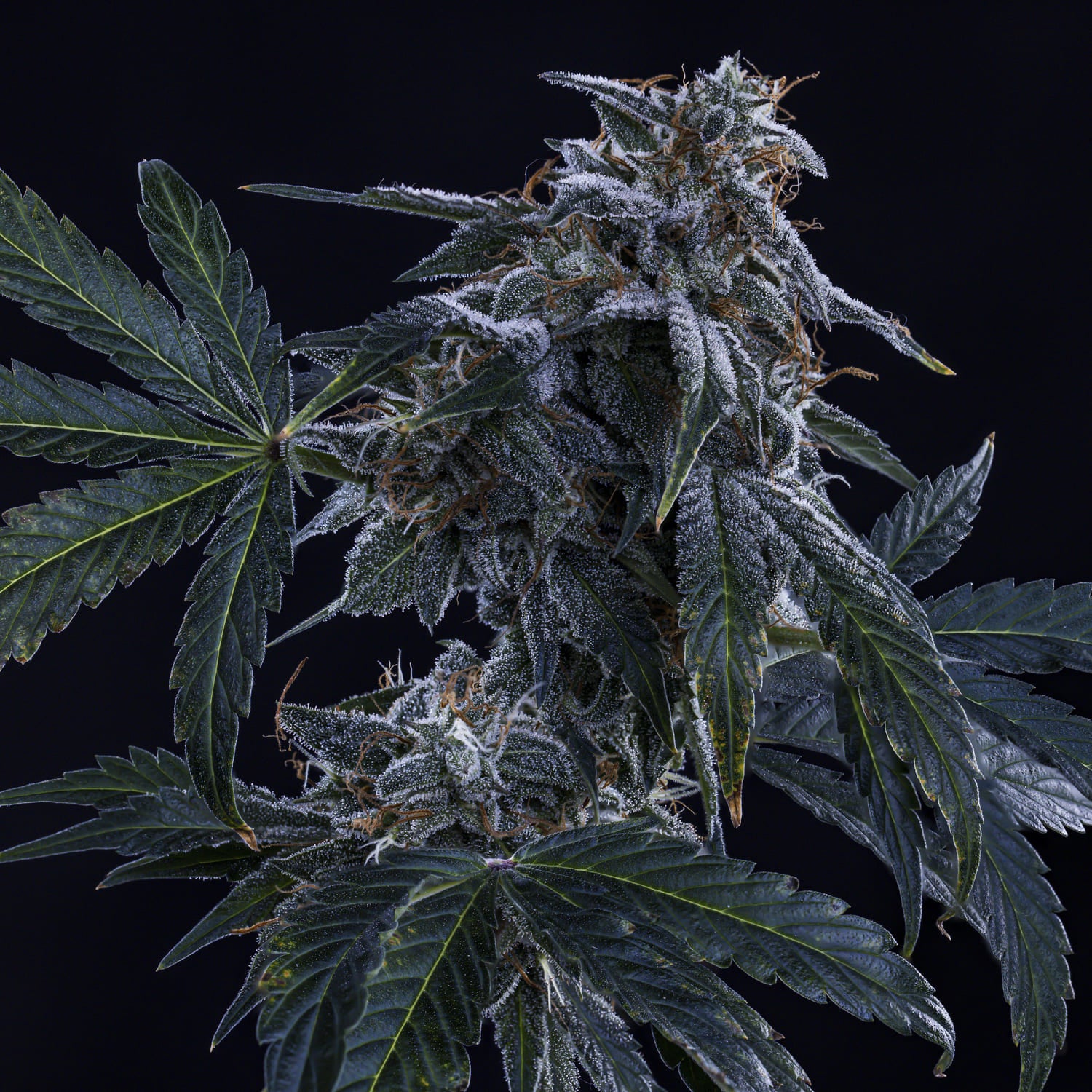 Pinot Noir 3 St. Mephisto Genetics