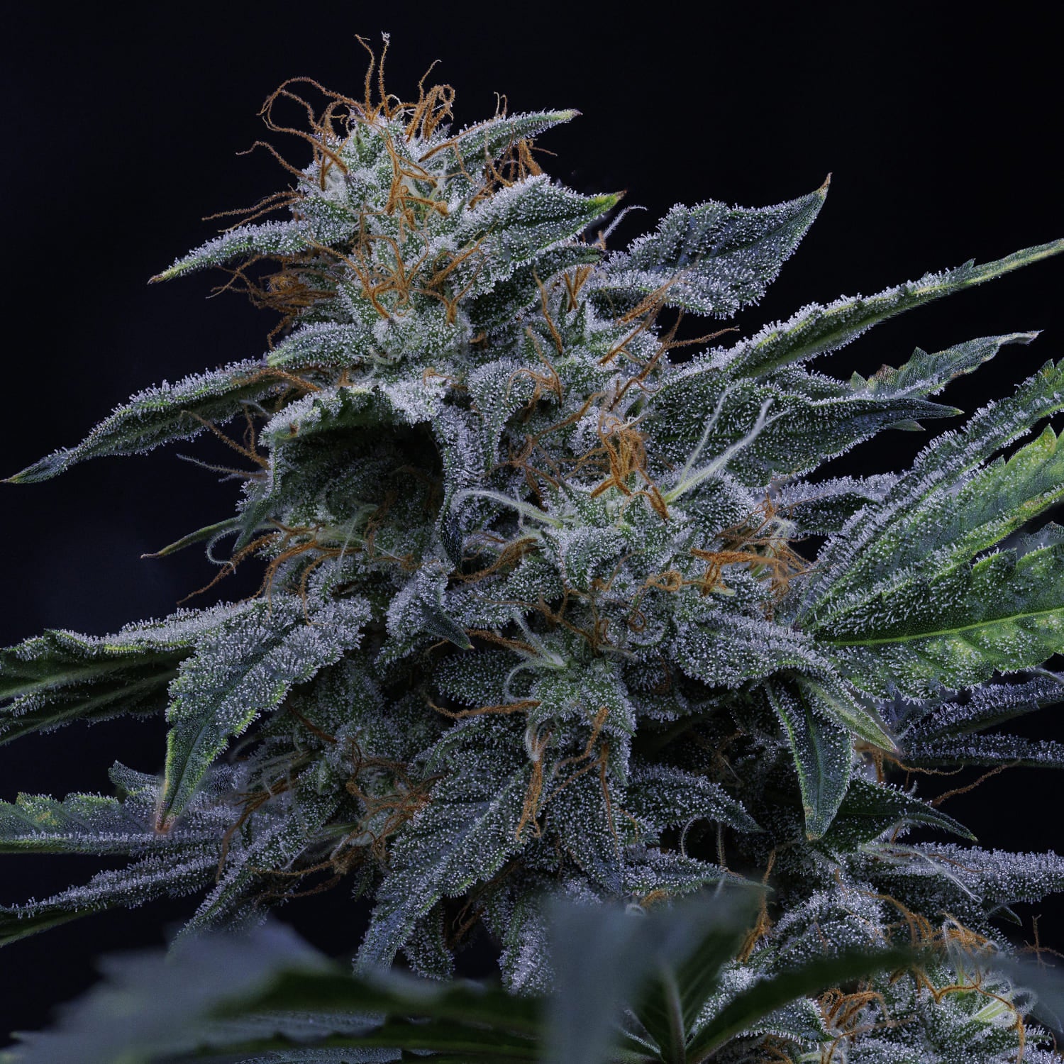 Pinot Noir 3 St. Mephisto Genetics