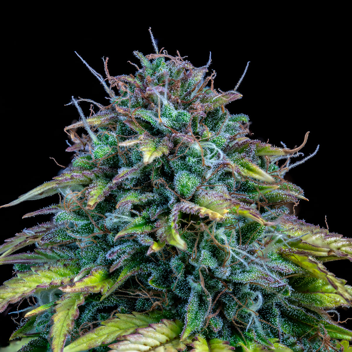Samsquanch OG 3 St. Mephisto Genetics