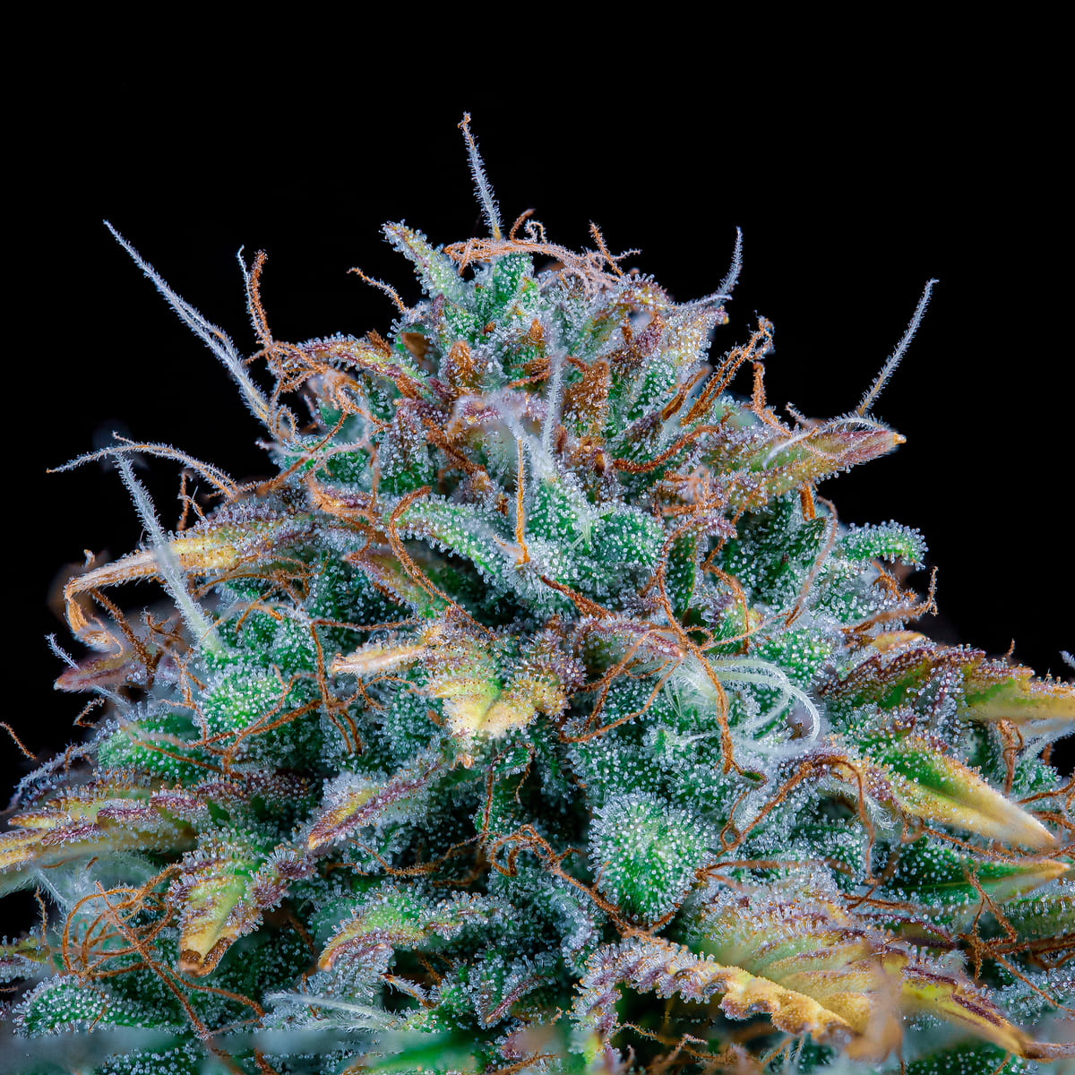 Samsquanch OG 3 St. Mephisto Genetics