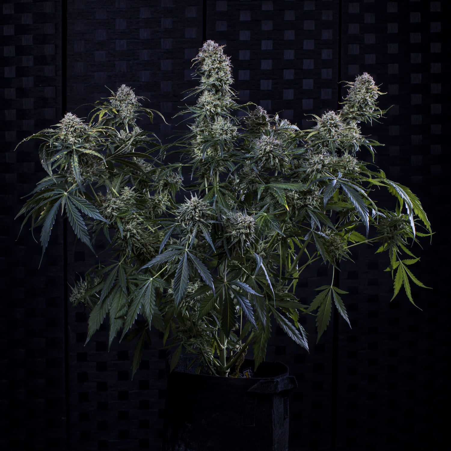 Toofless Alien 3 St. Mephisto Genetics