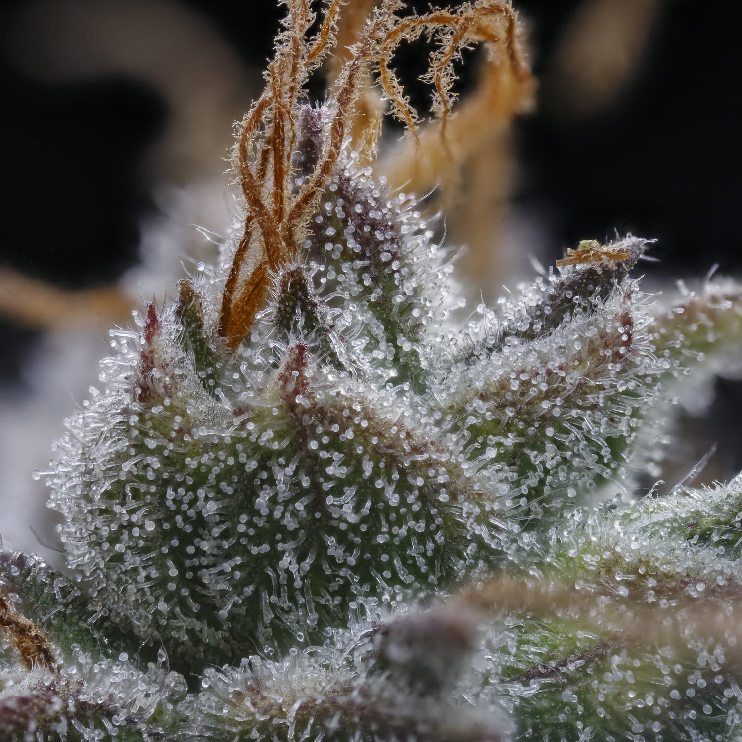 Toofless Alien 3 St. Mephisto Genetics