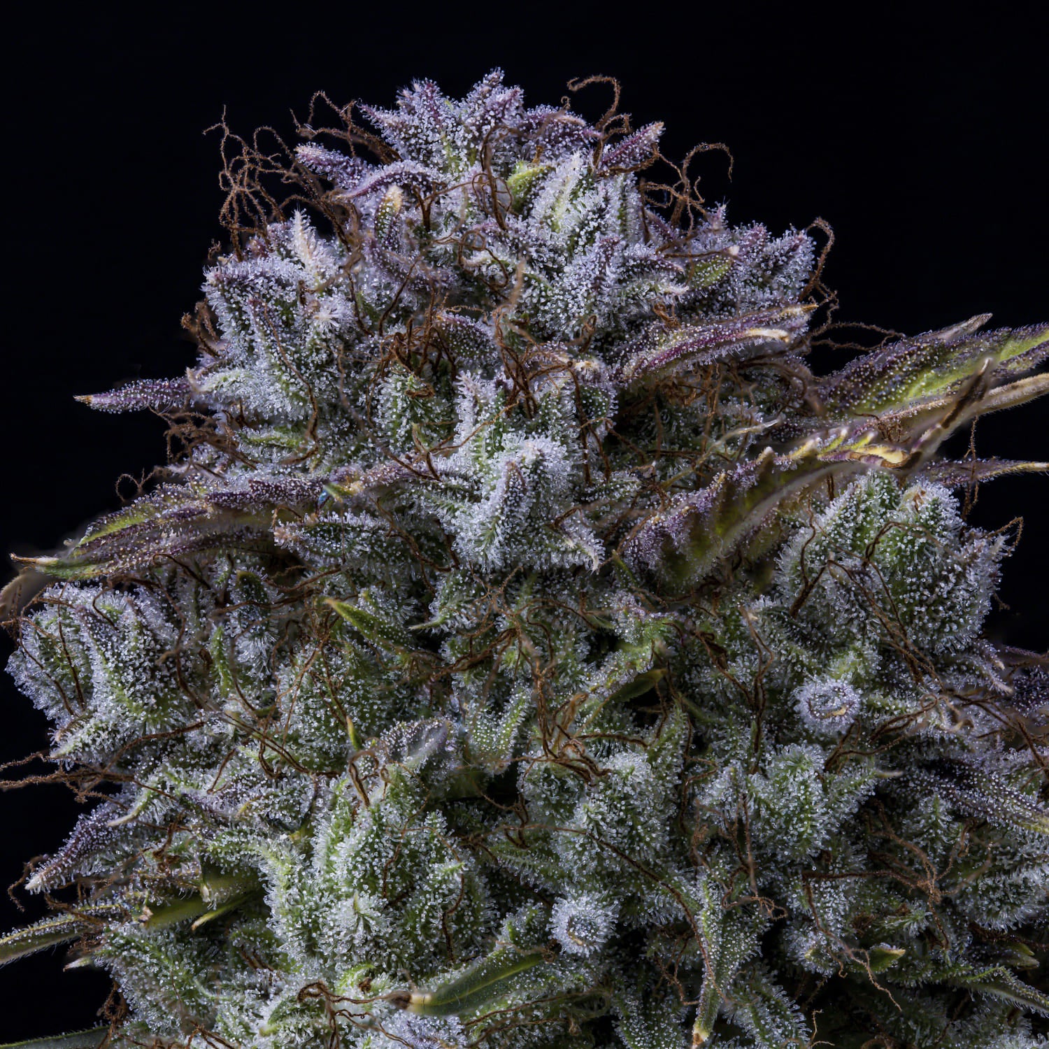Toofless Alien 3 St. Mephisto Genetics