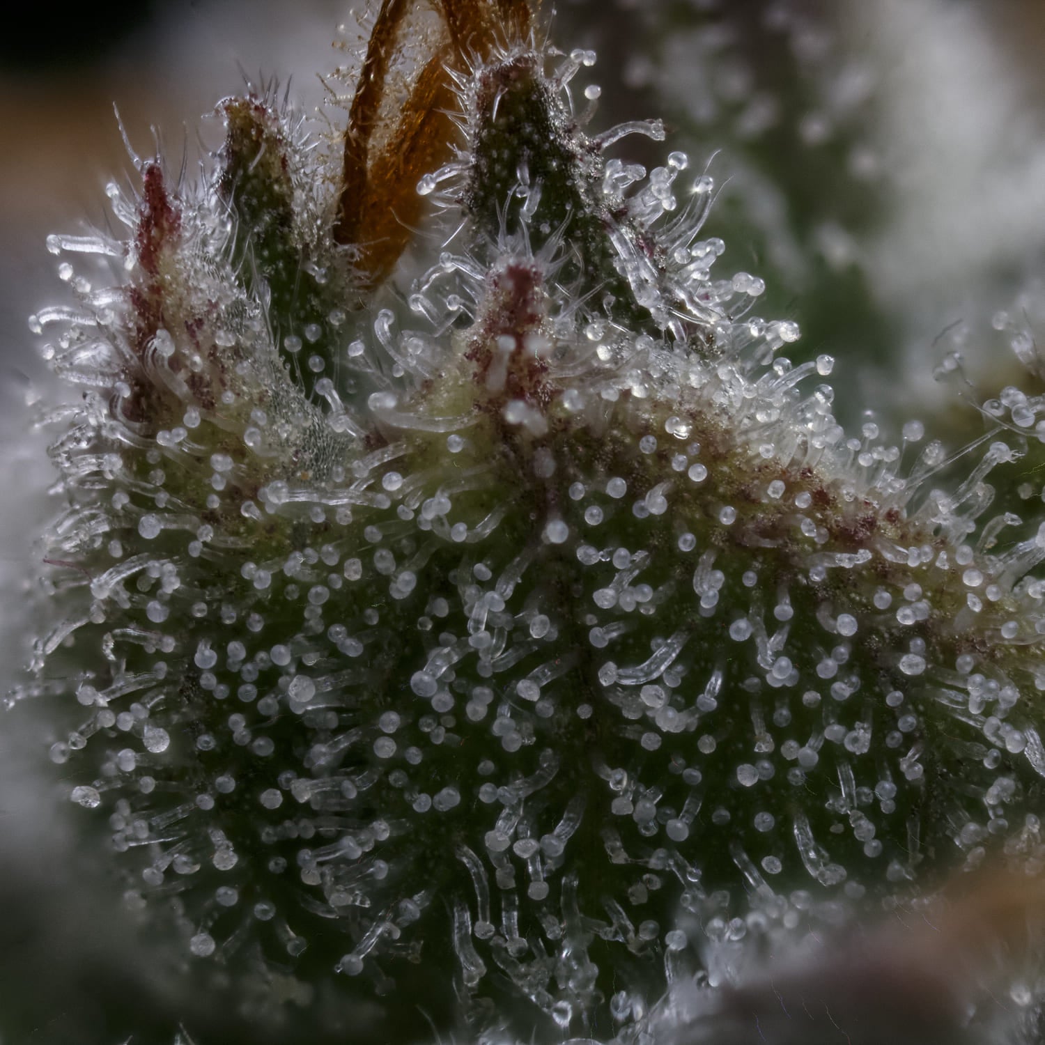 Toofless Alien 3 St. Mephisto Genetics