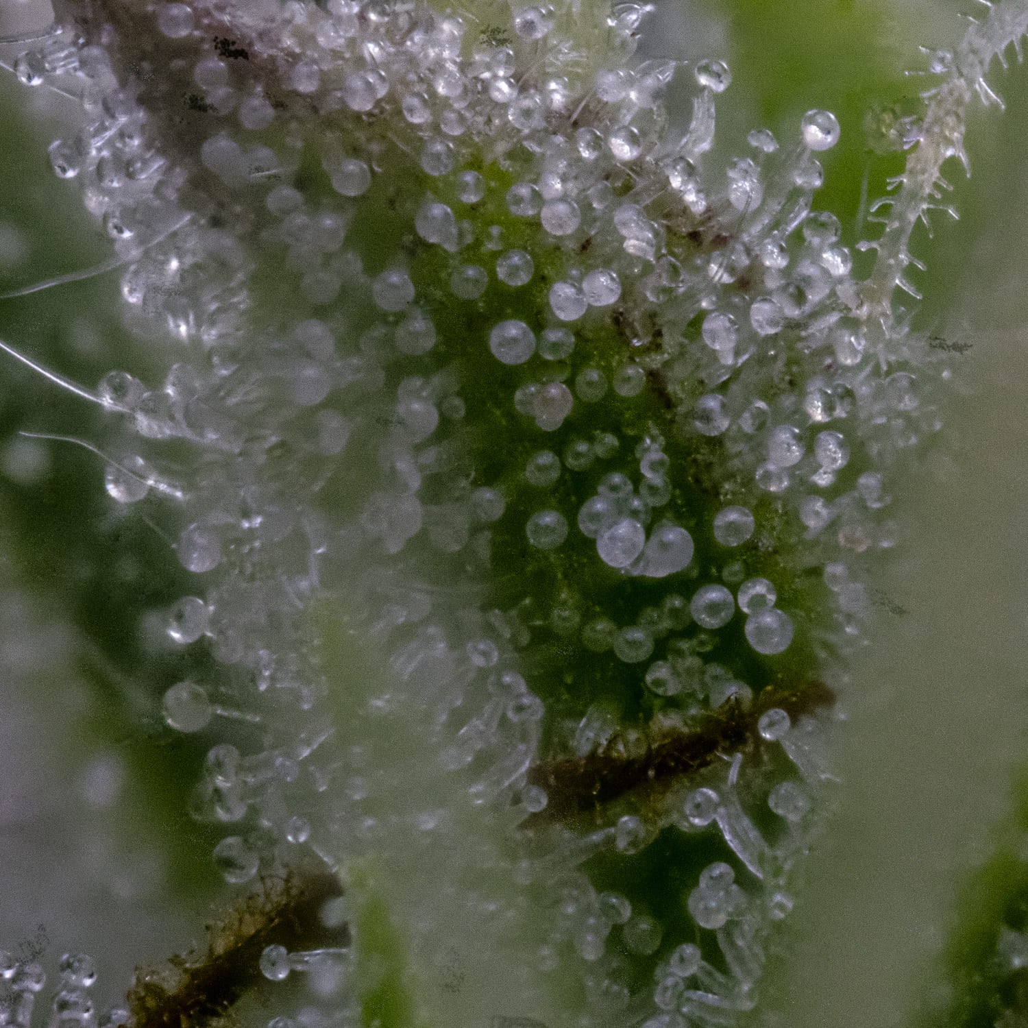 Toofless Alien 3 St. Mephisto Genetics