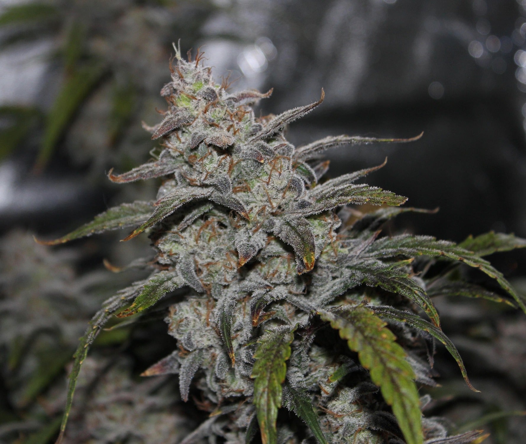 Grape Walker Kush 3 St. Mephisto Genetics