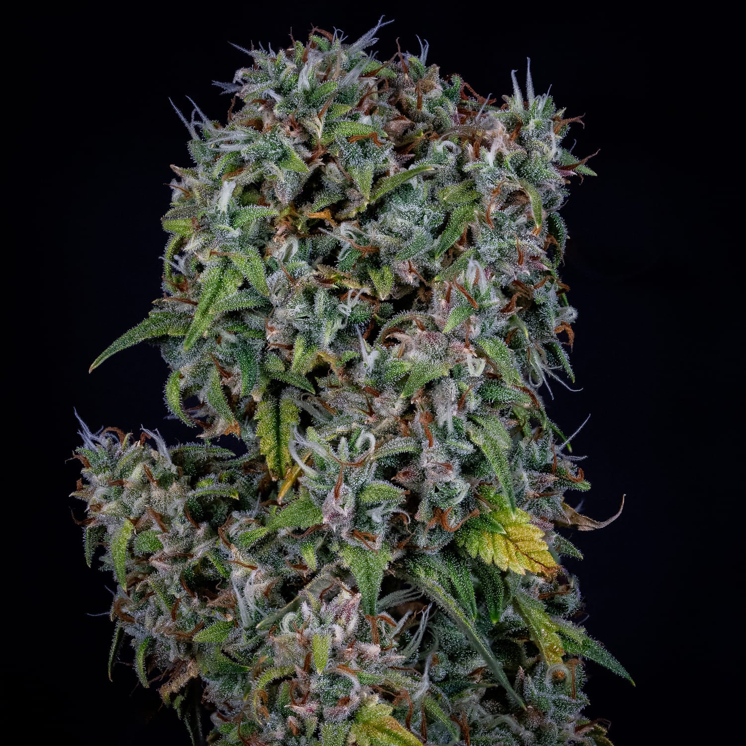 ManBearAlienPig 3 St. Mephisto Genetics