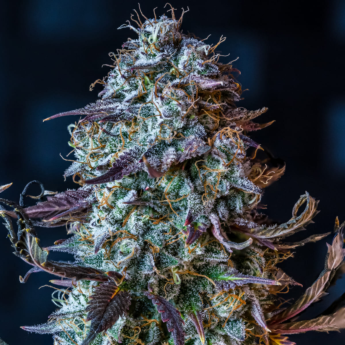 Mephisto's Wedding 3 St. Mephisto Genetics