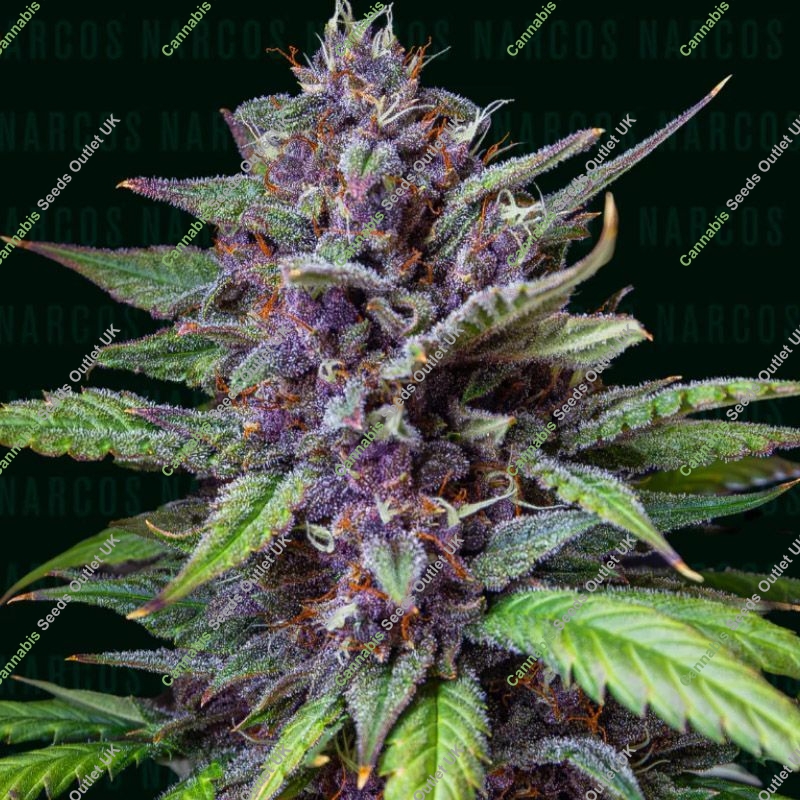 Blackbeard Narcos Seeds