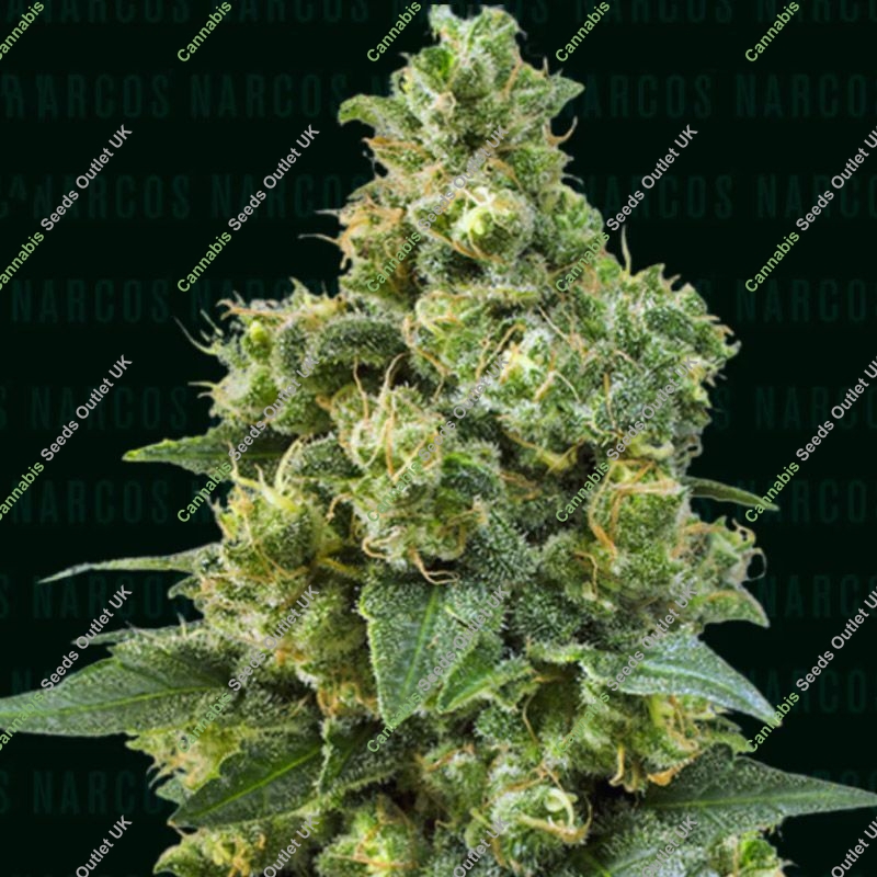 Cali Critical Power Narcos Seeds
