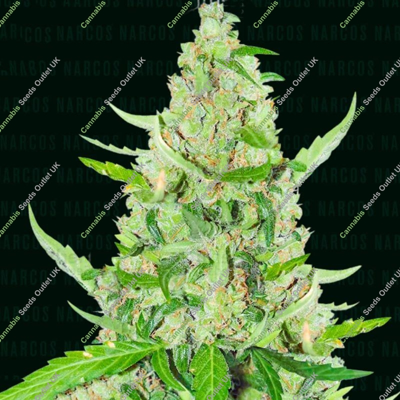 El Limón Narcos Seeds