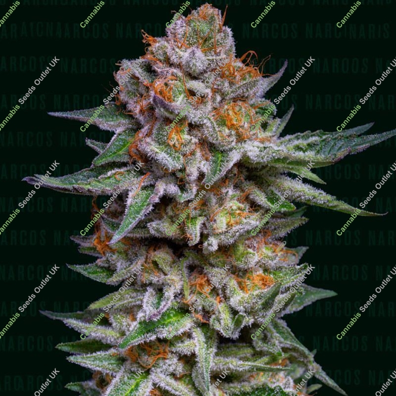 El Patrón Dosidos Auto Narcos Seeds