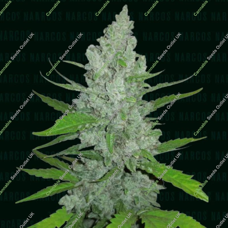 Griselda White Widow Narcos Seeds