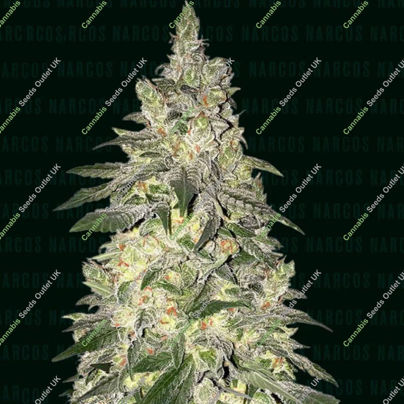 Kingpin Kush Narcos Seeds