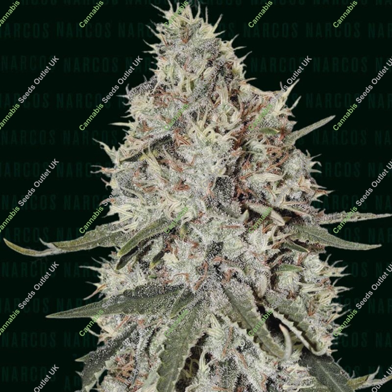 La Catedral Narcos Seeds