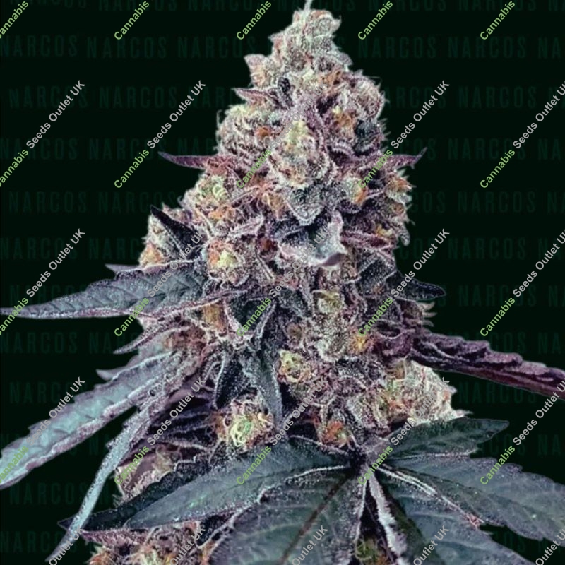 La Chica Narcos Seeds