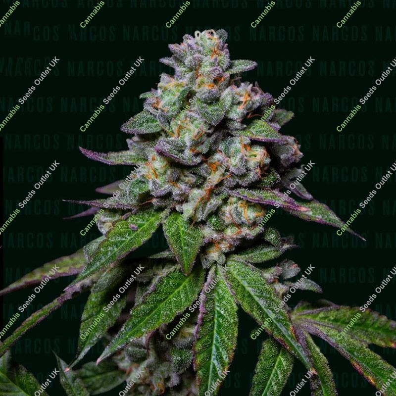 La Mandarina Feliz Auto Narcos Seeds