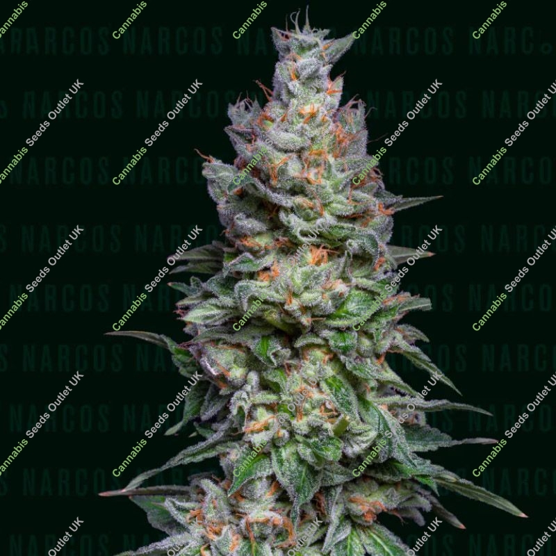 Medellín Mints Narcos Seeds