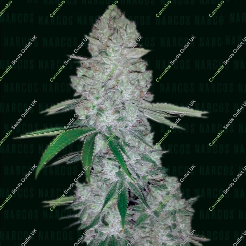 Miami Sunset OG Narcos Seeds