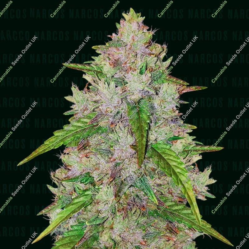 Pablo's Gelato Gold Auto Narcos Seeds