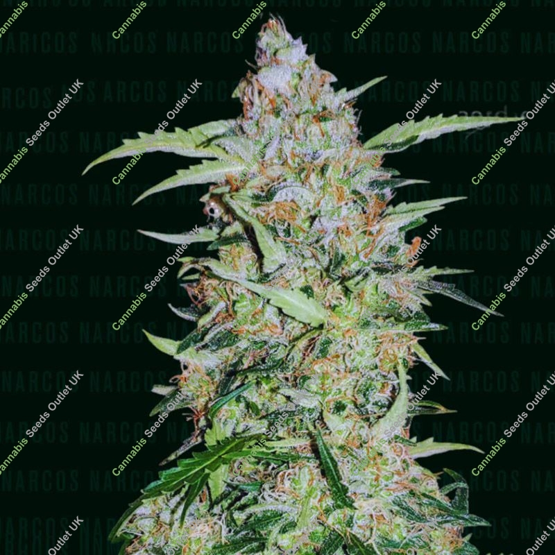 Popeye's Cookies Narcos Seeds