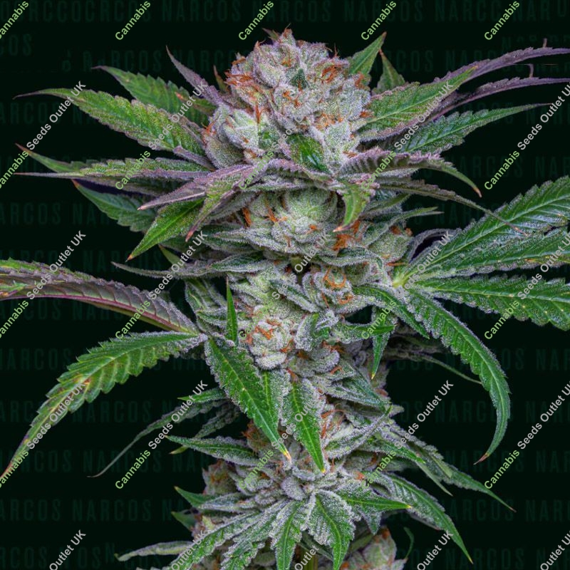 Sabroso Cherry Narcos Seeds
