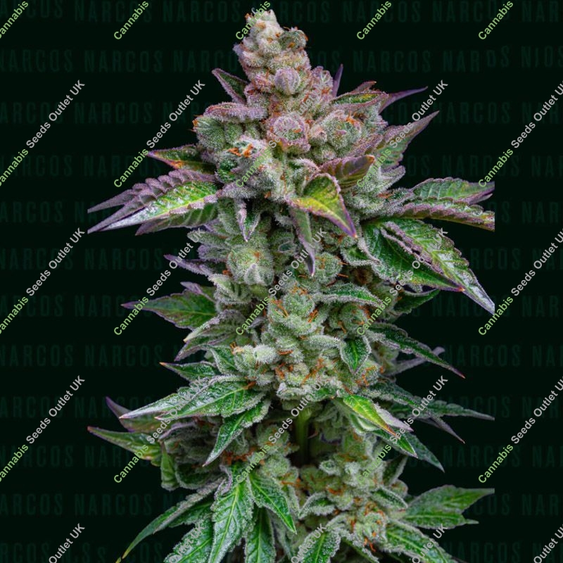 Strawberry Merengue Auto Narcos Seeds