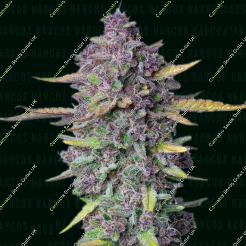 Sue&ntilde;o Purple Punch Auto Narcos Seeds