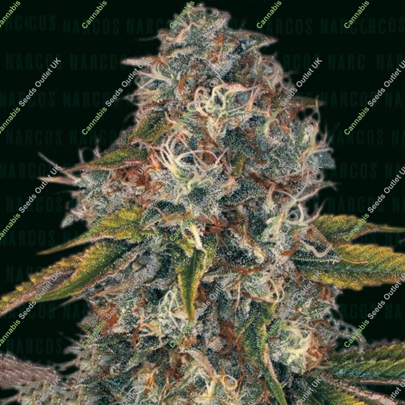 Sword of Bolivar Narcos Seeds