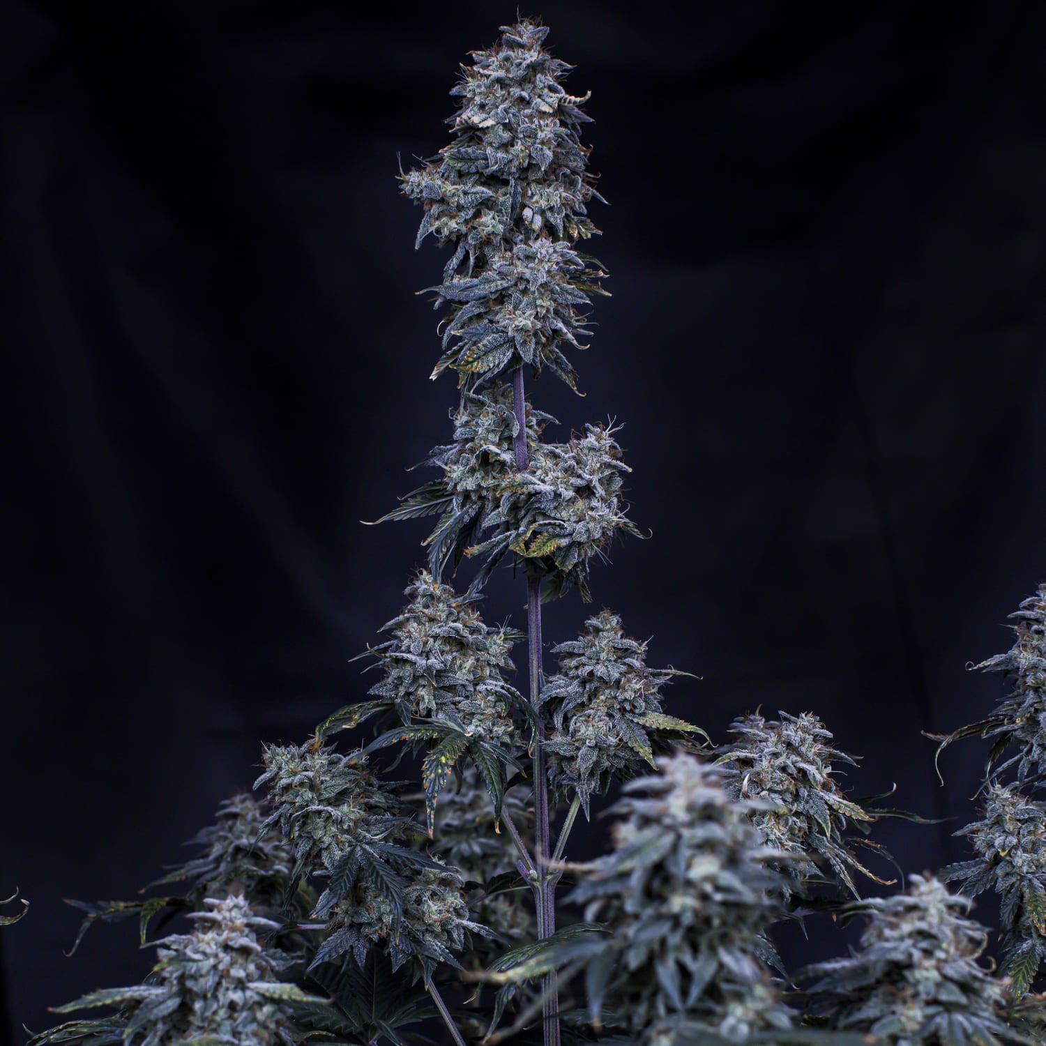 Pinot Noir 3 St. Mephisto Genetics